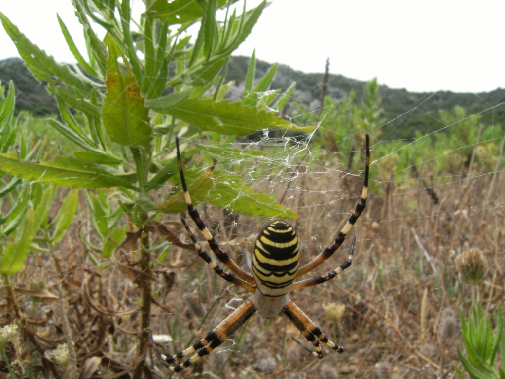 Argiope bruennichi